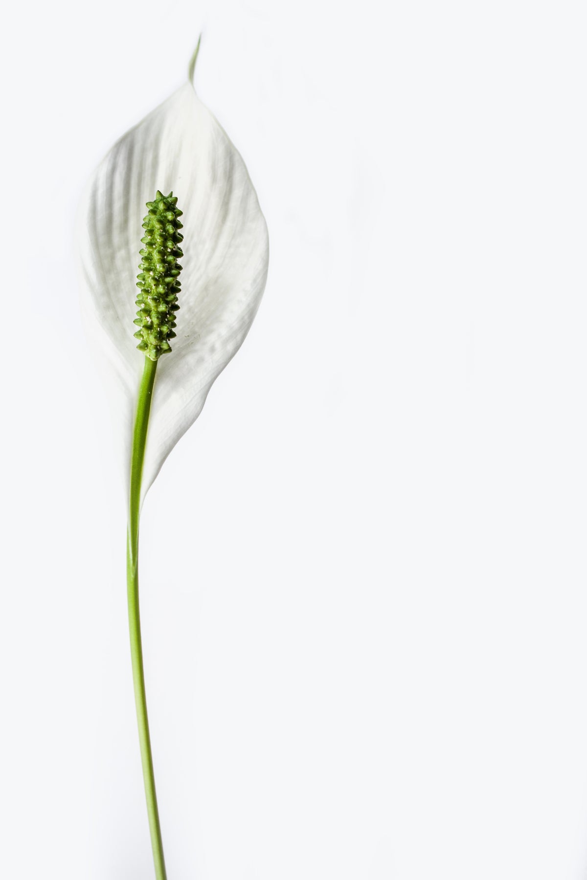 acrylic-print-the-peace-lily