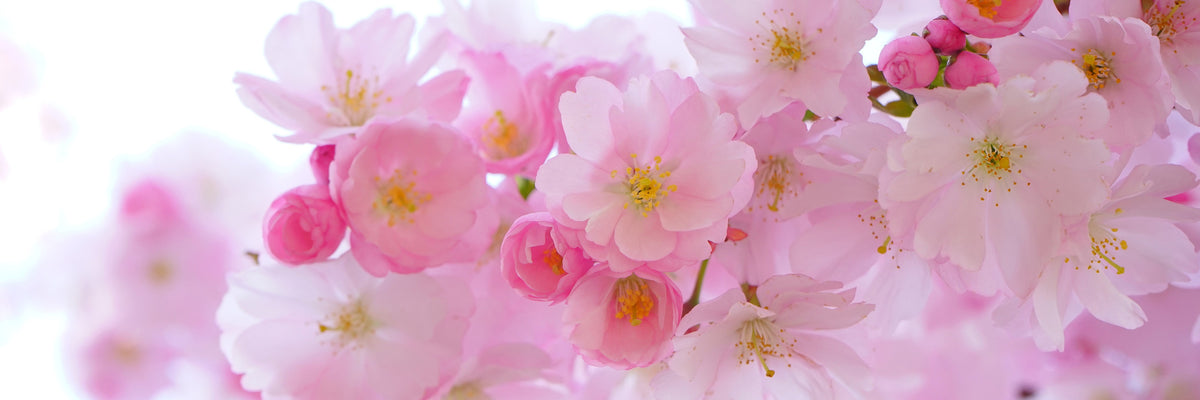 panoramic-3-piece-canvas-print-japanese-cherry-blossom-xl-panorama
