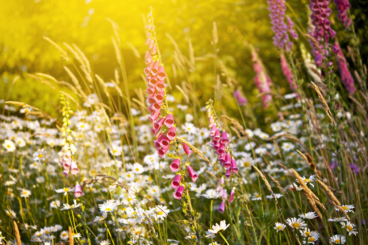aluminium-print-summer-flower-meadow