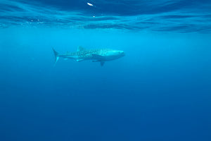modern-3-piece-aluminium-print-the-whale-shark