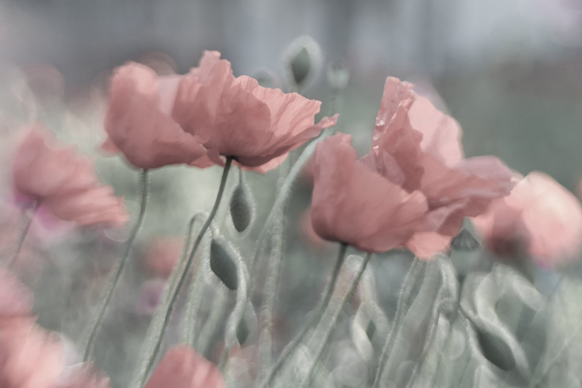 poster-print-softly-x