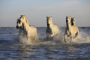 3-piece-acrylic-print-horses-in-the-sea