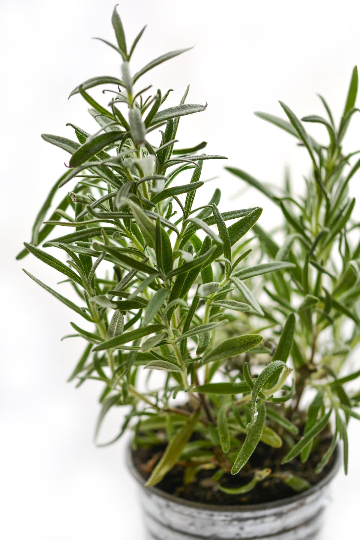 canvas-print-rosemary-in-the-pot