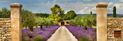 panoramic-poster-print-lavender-garden-panorama
