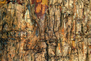 framedposter-print-bark-x