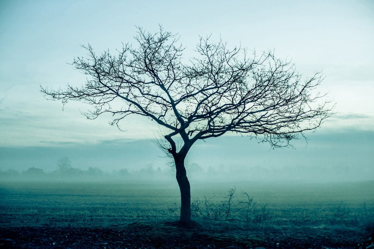modern-3-piece-canvas-print-the-magic-tree