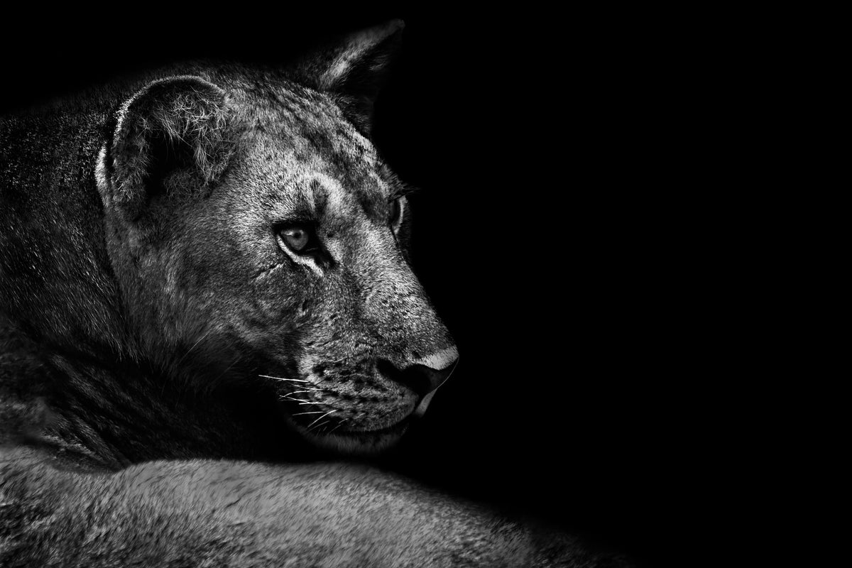 acrylic-print-lion
