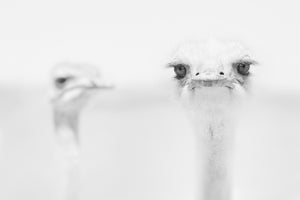 canvas-print-funny-ostrich