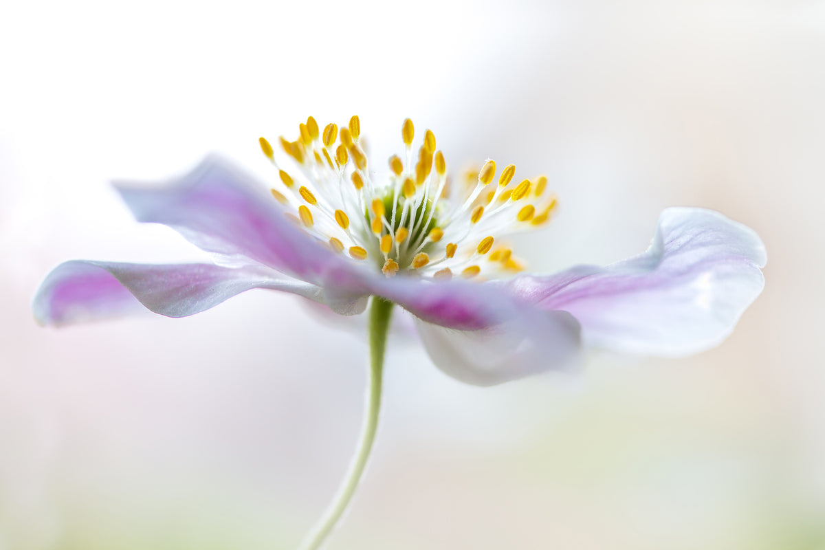 3-piece-canvas-print-wood-anemone