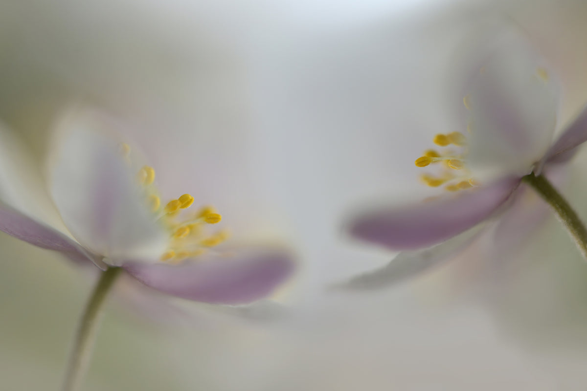 poster-print-soft-whispering