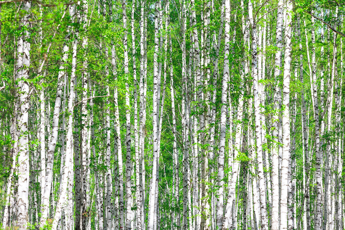 framedcanvas-print-the-birch-forest