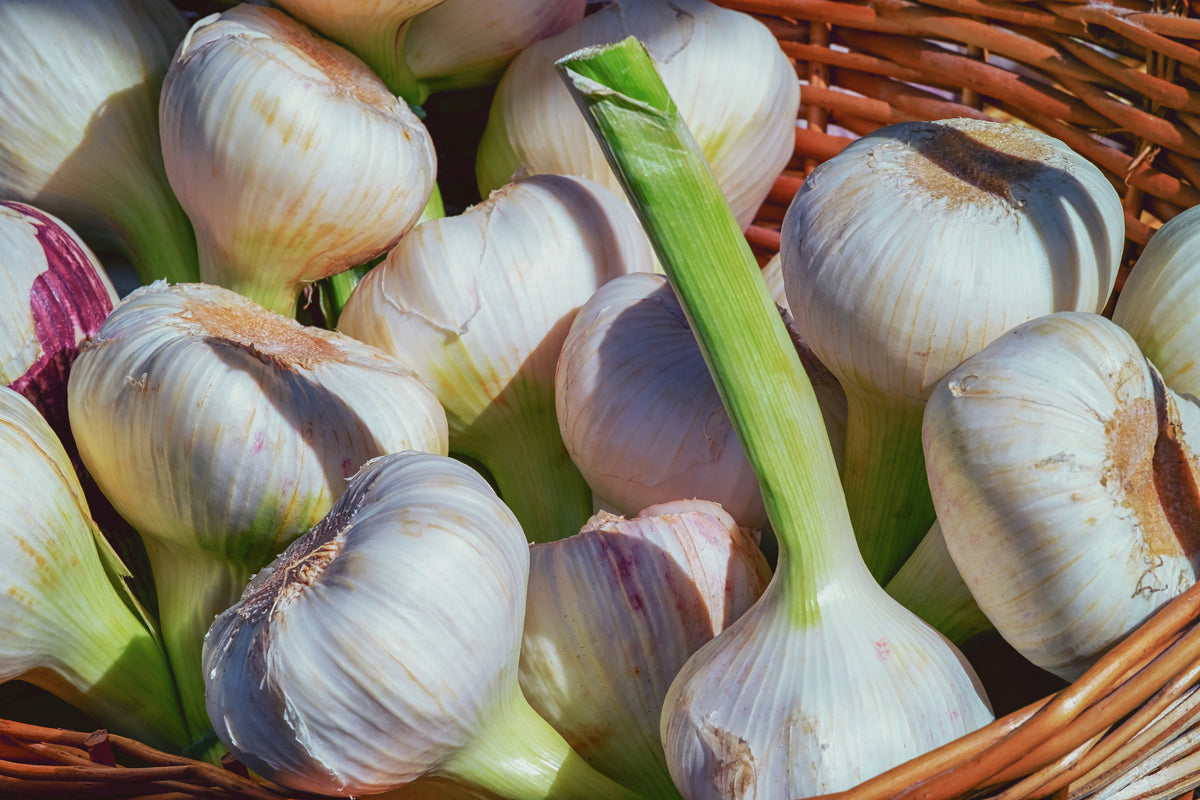 modern-3-piece-aluminium-print-fresh-garlic