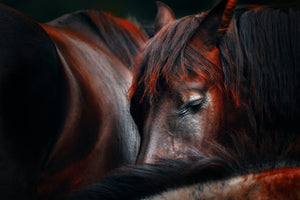 framedcanvas-print-sleep-huddle