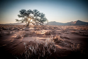 3-piece-aluminium-print-longing-africa