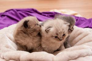 poster-print-kitten-trio-to-fall-in-love