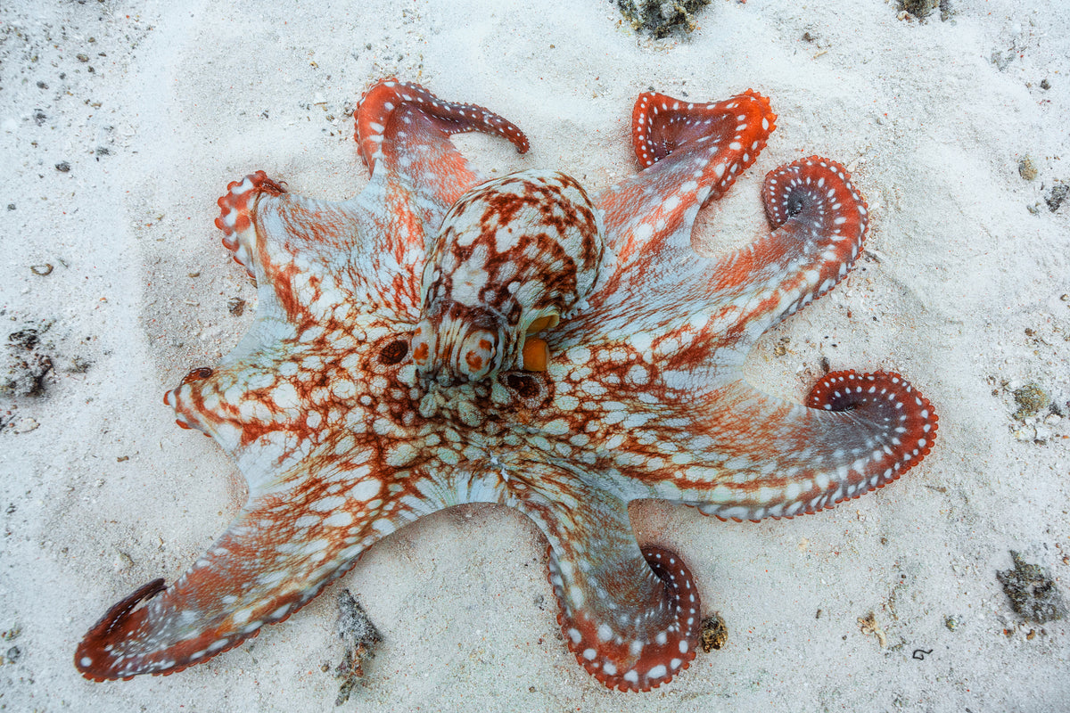 framedcanvas-print-octopus-a