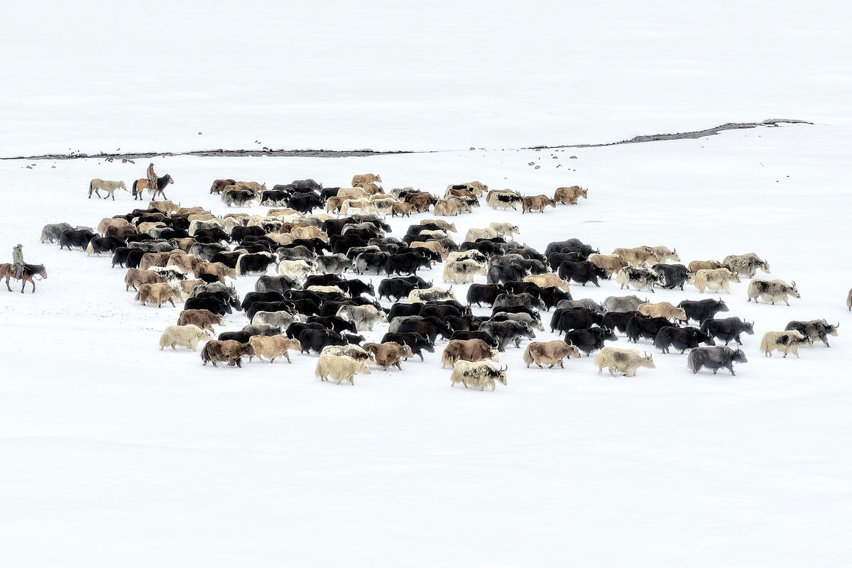 aluminium-print-yaks-in-snow