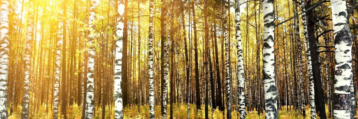 panoramic-poster-print-birch-forest-panorama