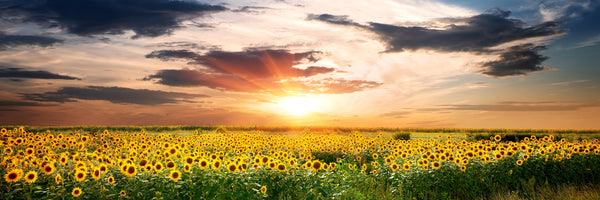 panoramic-poster-print-a-field-of-sunflowers-panorama