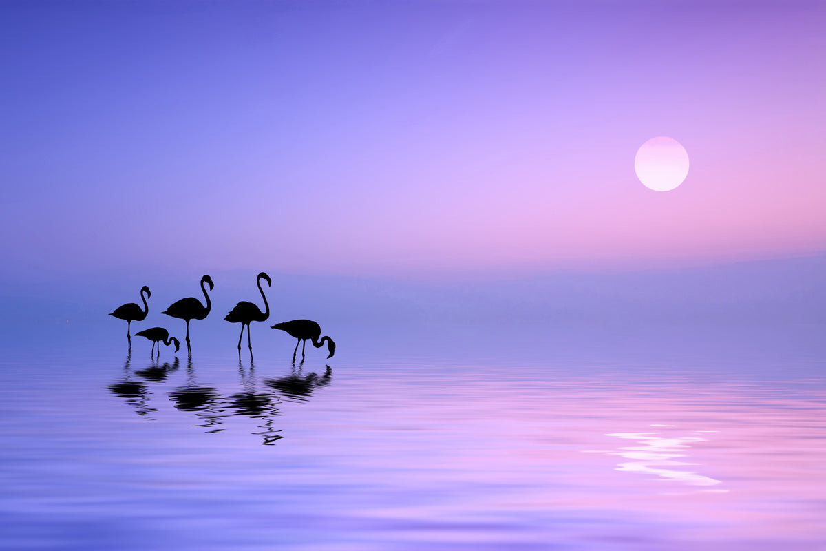 canvas-print-morning-flamingo-x