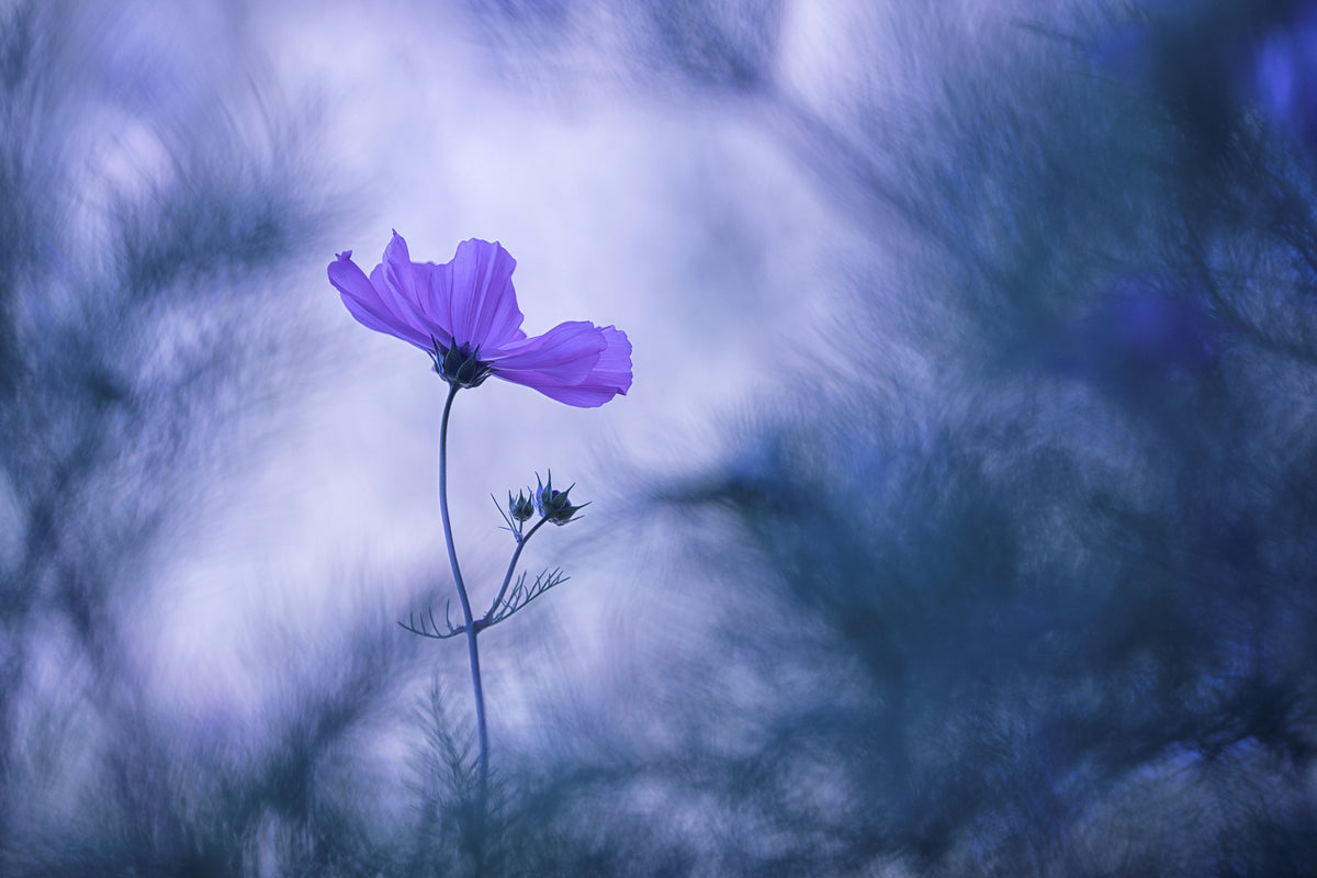 acrylic-print-blue-dream-x