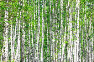 framedposter-print-the-birch-forest