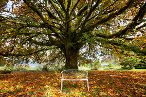 framedcanvas-print-my-favorite-tree