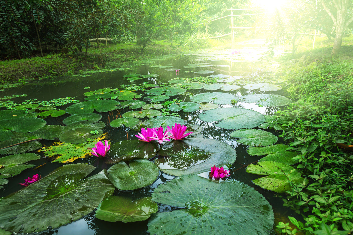 poster-print-garden-pond