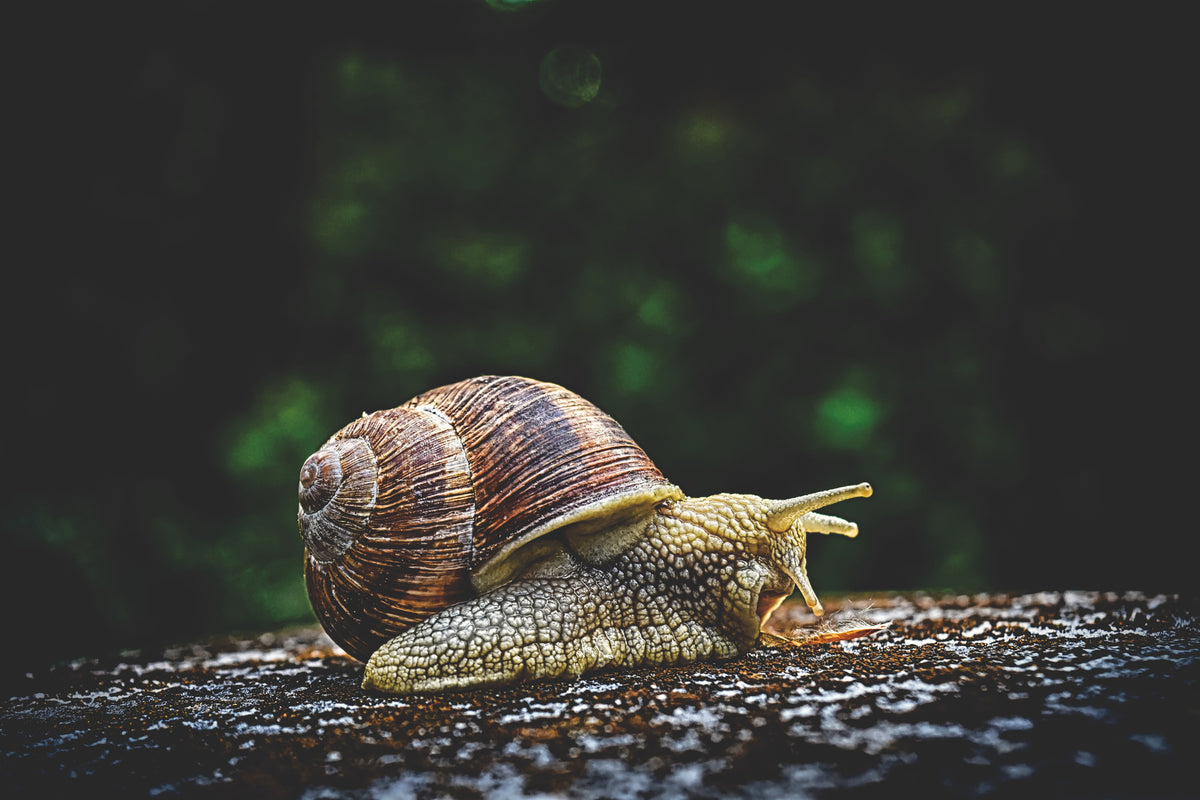 3-piece-canvas-print-snail-xxl