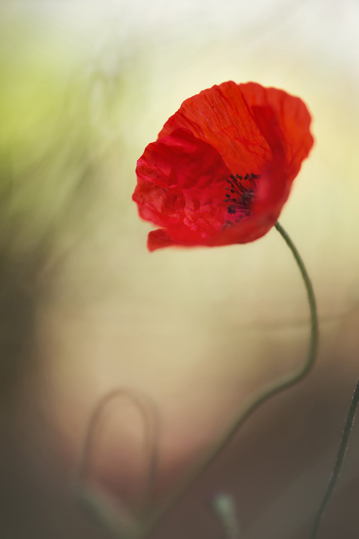 framedposter-print-untitled-xx