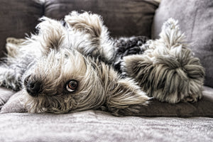 poster-print-2-cute-dogs