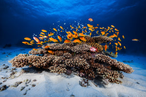 framedposter-print-marine-life