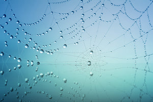 poster-print-cobweb-in-morning-dew