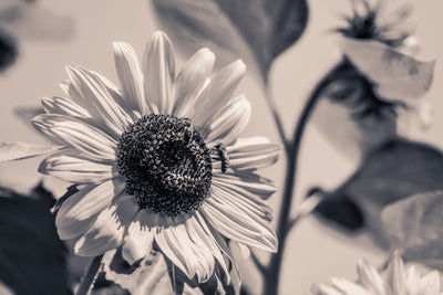poster-print-bees-on-the-sunflower-sw