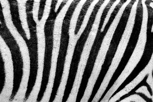 modern-3-piece-canvas-print-strip-of-the-zebra