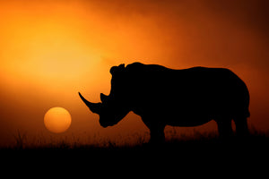 modern-3-piece-canvas-print-rhino-sunrise