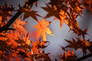 modern-3-piece-acrylic-print-maple-leaves-in-autumn