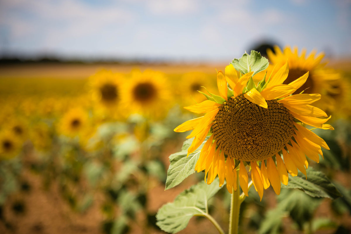 canvas-print-a-sunflower-in-the-field