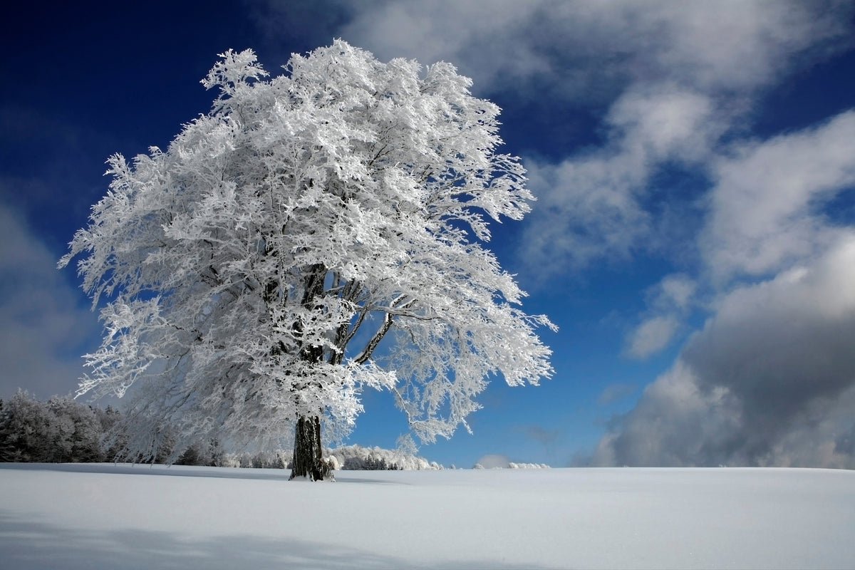 aluminium-print-white-windbuche-in-black-forest-x