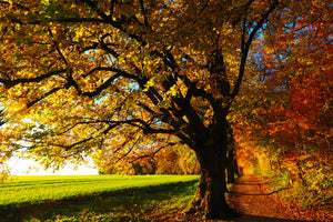 modern-3-piece-acrylic-print-trees-in-the-autumn