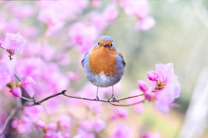 aluminium-print-spring-bird