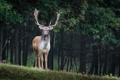 poster-print-the-fallow-deer-ii