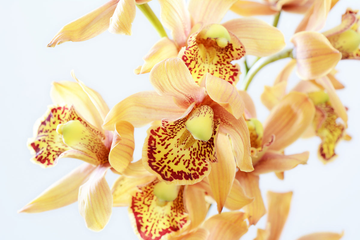 3-piece-aluminium-print-yellow-orchid