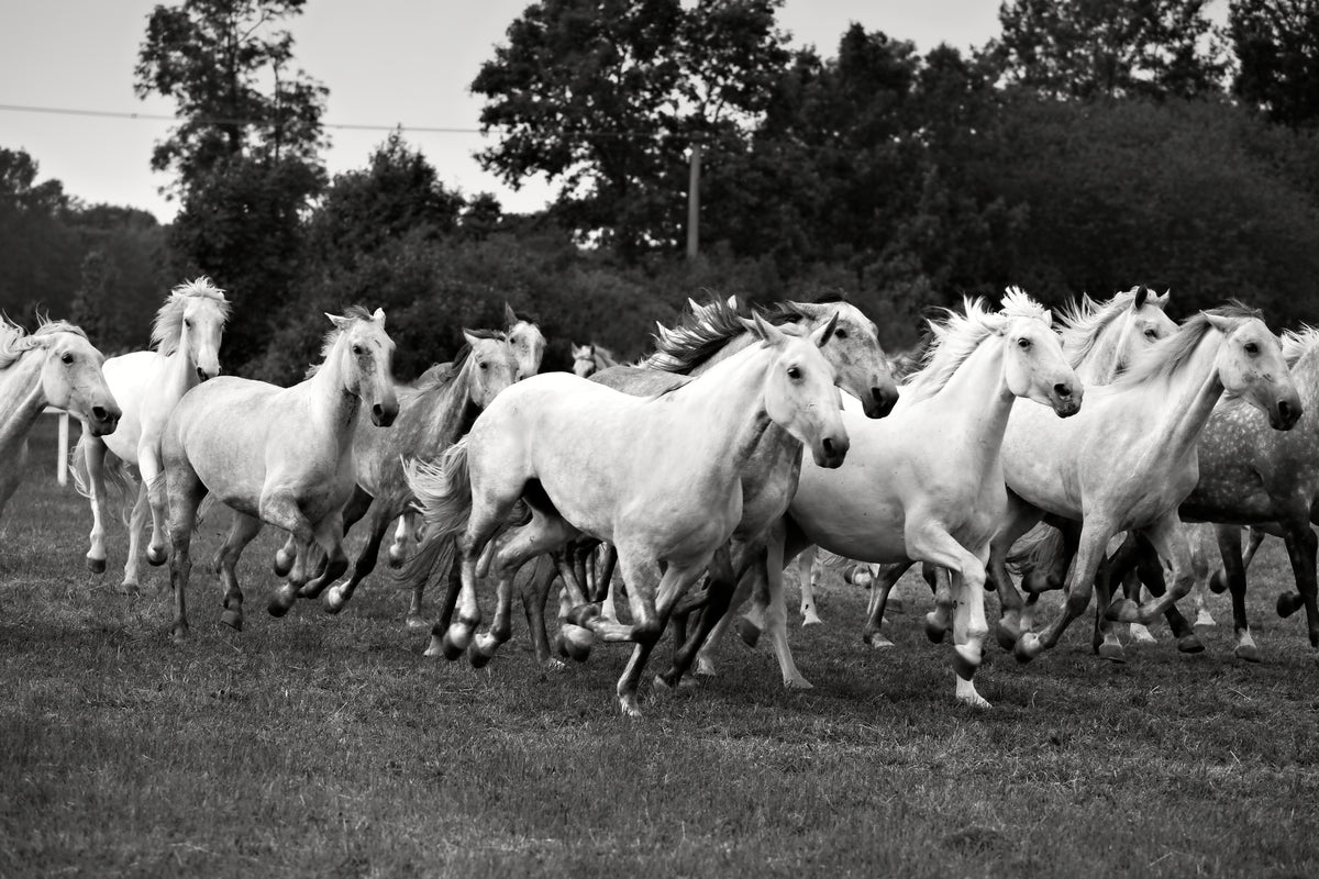 acrylic-print-the-mustang-herd
