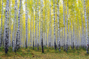 aluminium-print-autumnal-birch-forest