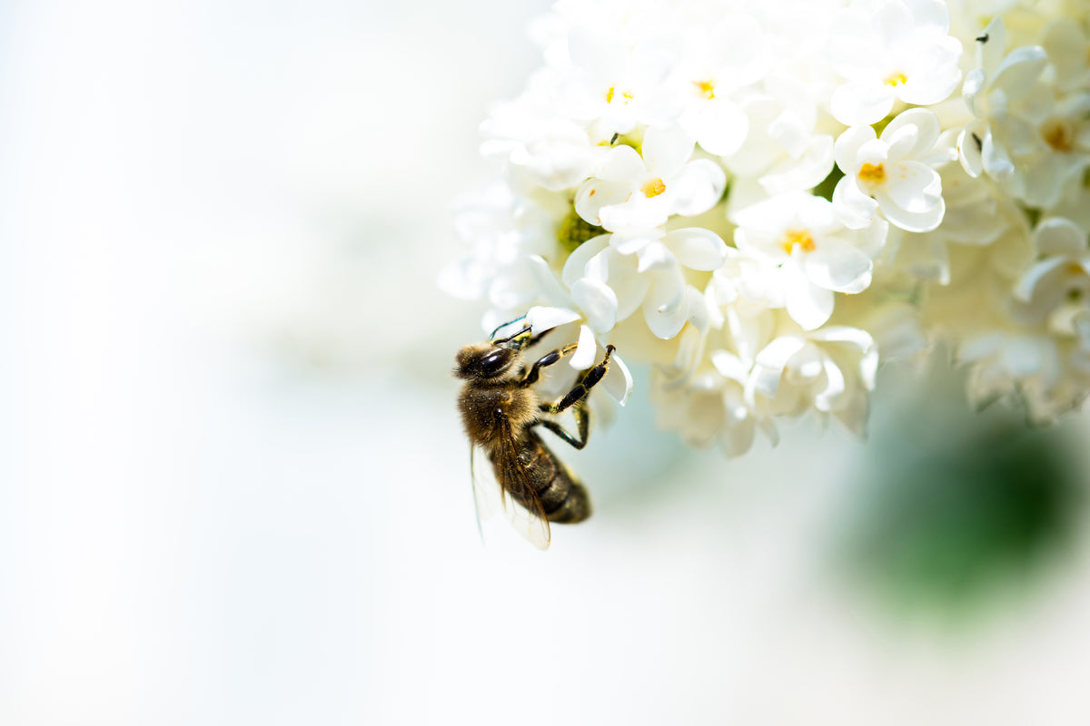 framedposter-print-the-bumblebee-and-the-flower
