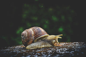 canvas-print-snail-xxl