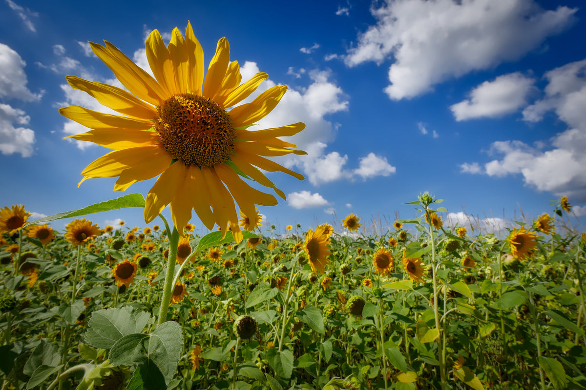 acrylic-print-a-sunflower-among-many