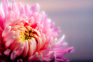 3-piece-canvas-print-macro-chrysanthemum