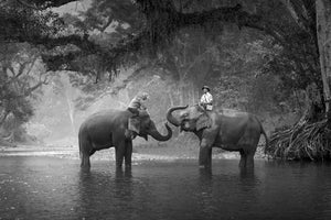 framedcanvas-print-two-elephants